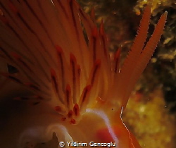 Eye contact with a nudy. by Yildirim Gencoglu 